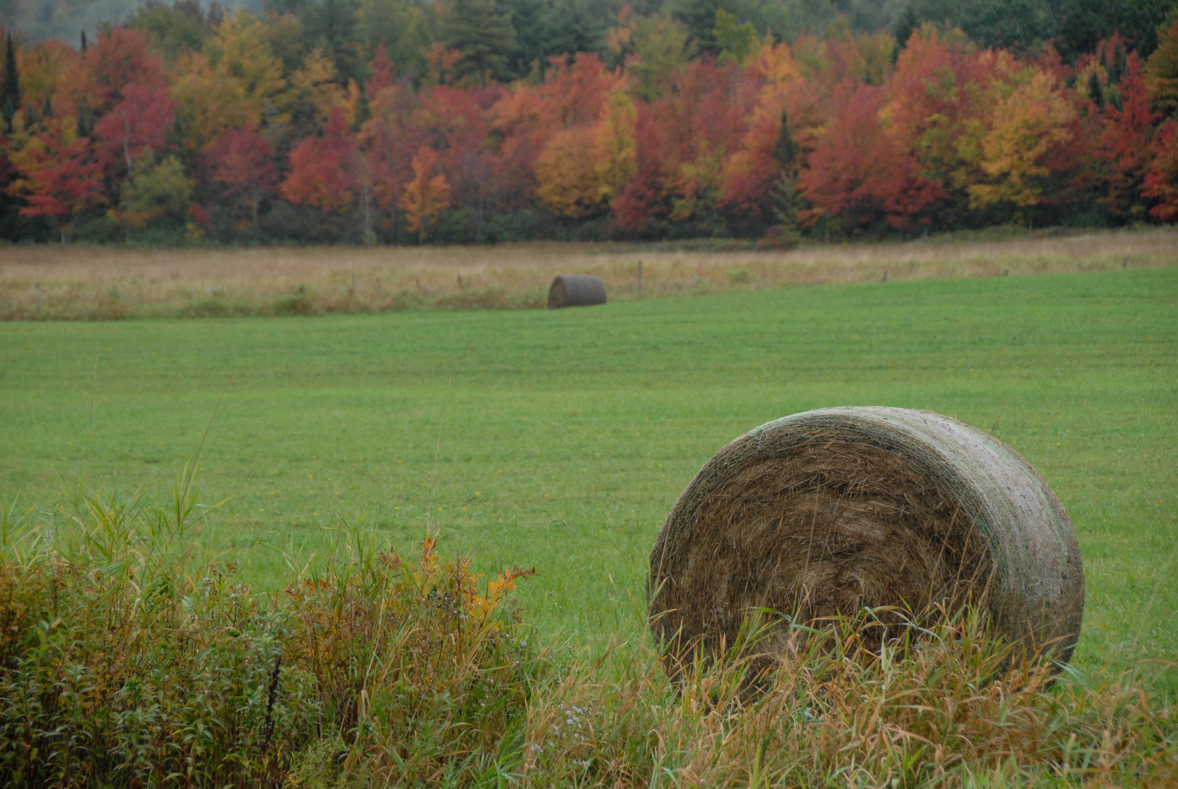 These bales sat in the field for months after... 