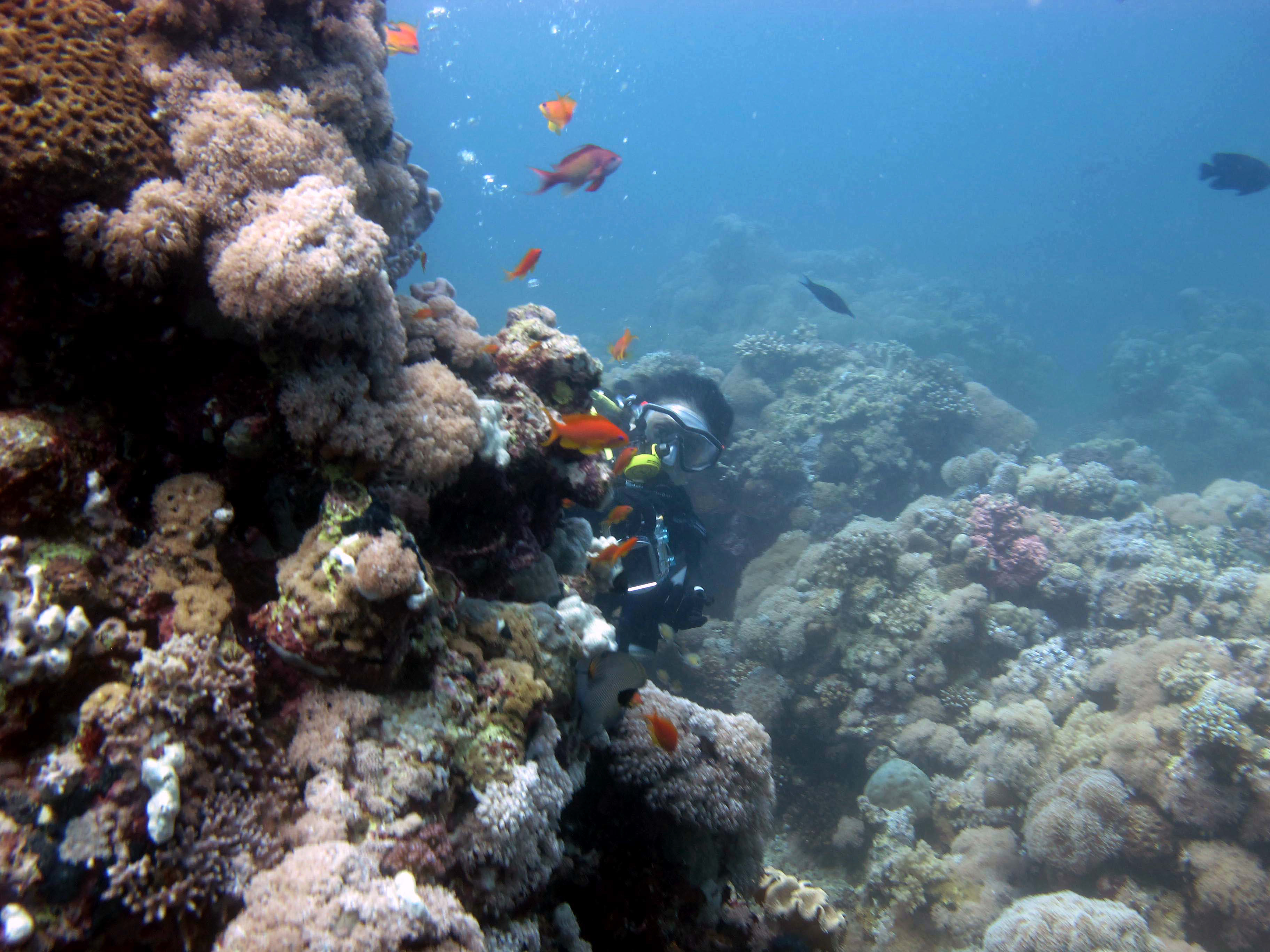 Температура красного моря хургада. Красное море Египет. Красное море фото сверху. Самое узкое место красного моря. Зеленый красного моря.