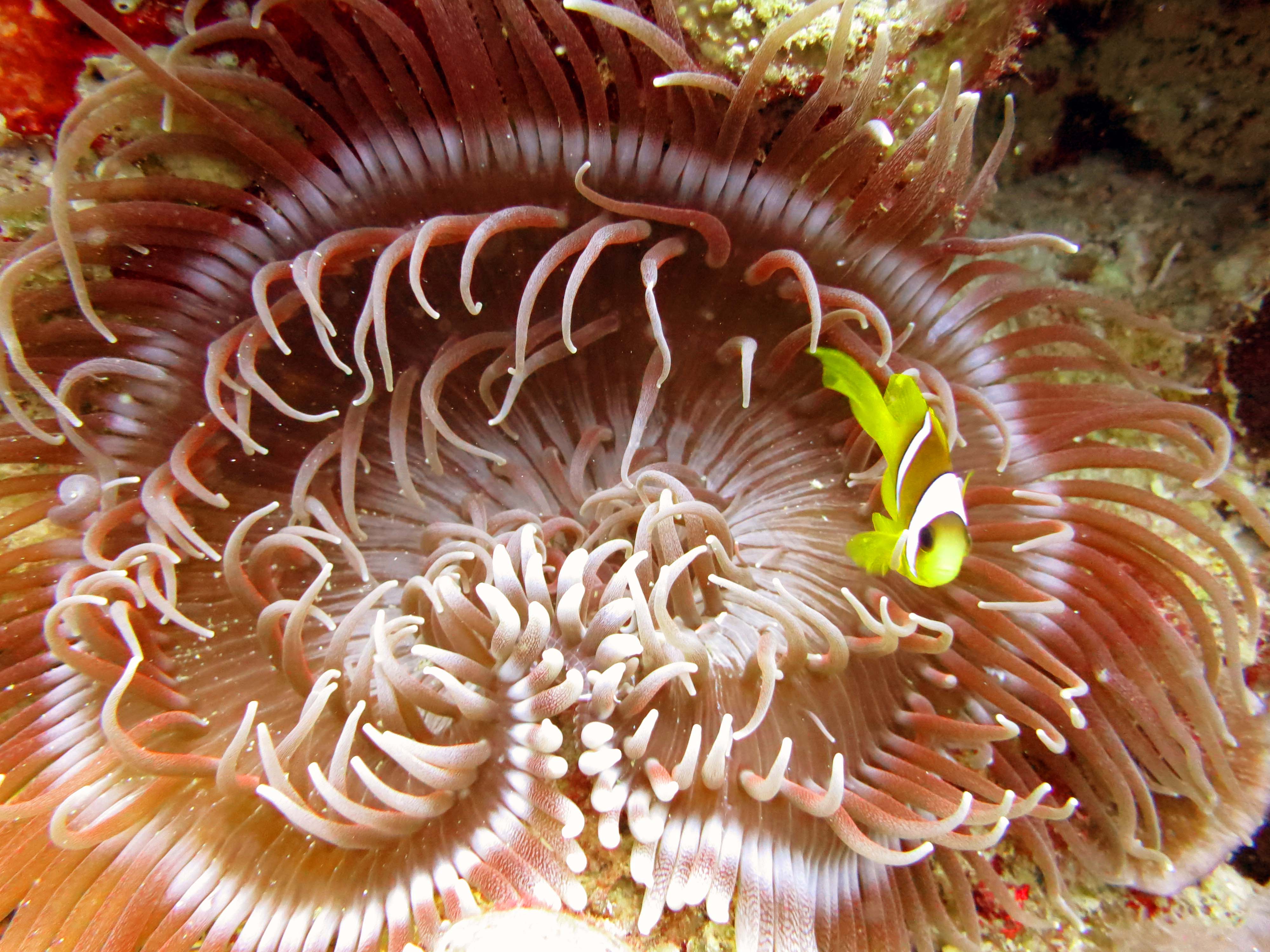 Sea Anemone.